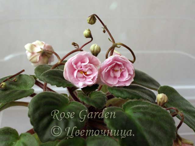  Rose Garden E. (Champion) 