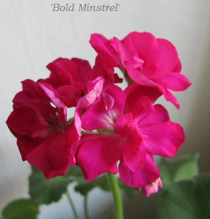  Bold Minstrell, 