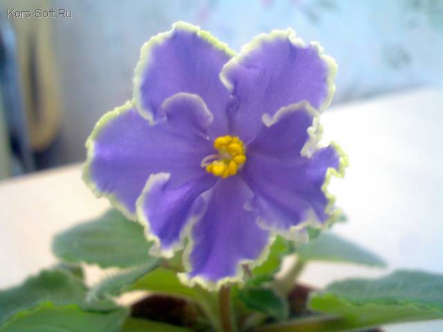  Caribbean Blue (Lyndon Lyon Greenhouses/P. Sorano) 