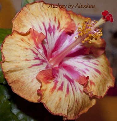  Hibiscus Audrey 