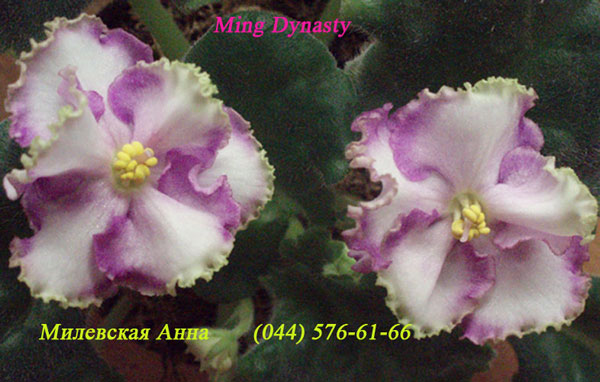  Ming Dynasty 