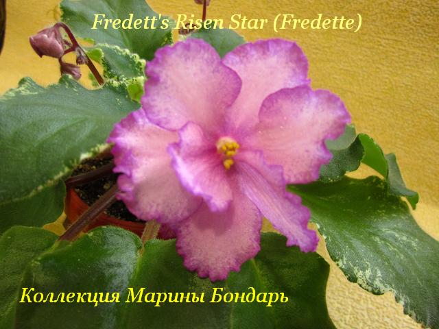  Fredett's Rizen Star 