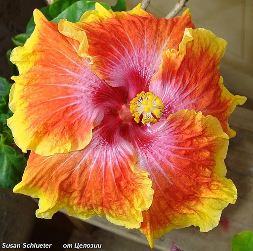  Susan Schlueter Hibiscus 