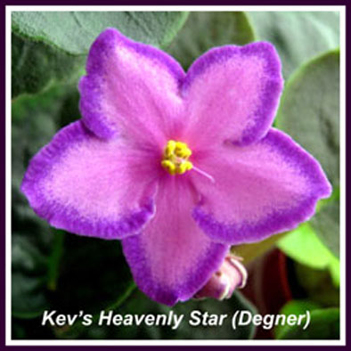  Kevs Heavenly Star (Degner) 