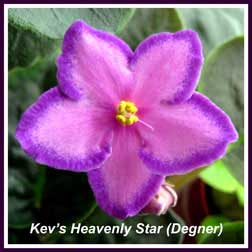  Kevs Heavenly Star (Degner)