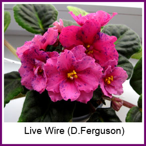  Live Wire (D.Ferguson) 