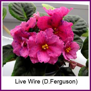  Live Wire (D.Ferguson)