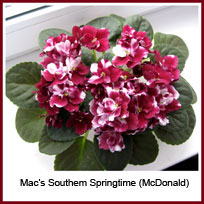  Macs Southern Springtime (McDonald)