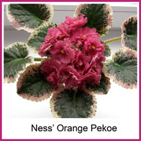  Ness Orange Pekoe (Ness) 