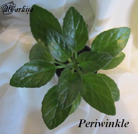  Periwinkle 