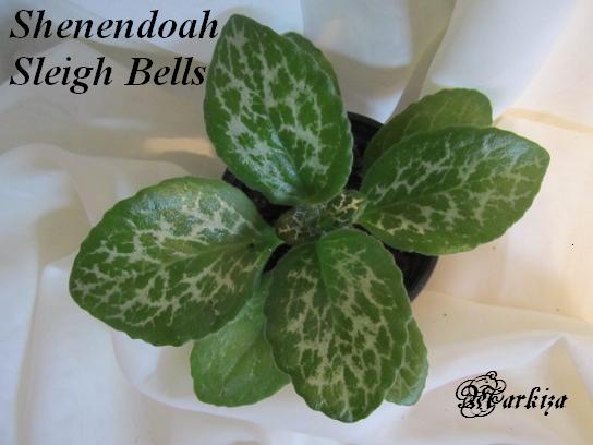  Shenendoah Sleigh Bells 