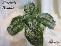  Sinensis Hisako