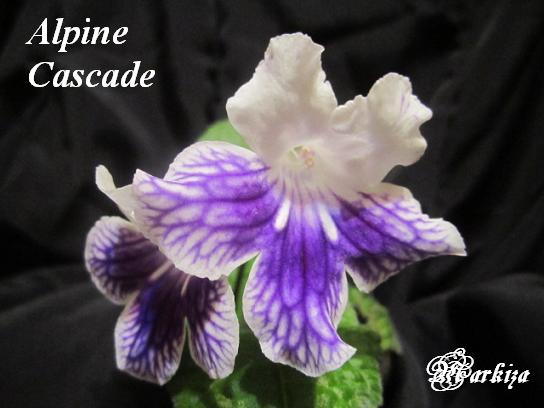  Alpine Cascade 