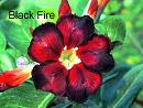  Black Fire