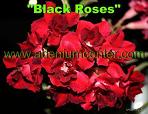  Blask Roses