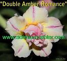  Double Amber Romance