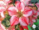  Star of Hope