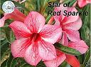  Star of Red Sparkle