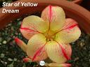  Star of Yellow Dream