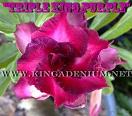  Triple King Purple