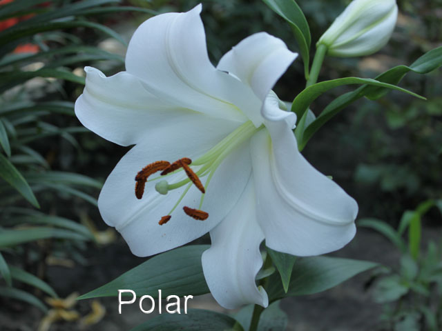  Polar 