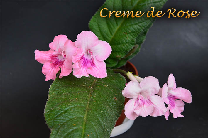  Creme de Rose 