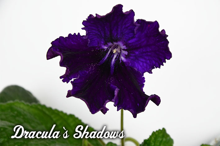  Dracula`s Shadows 