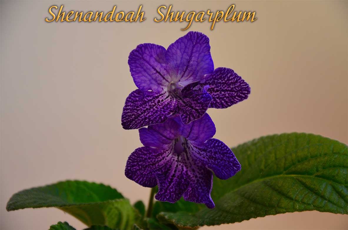  Shenandoah Shugarplam 