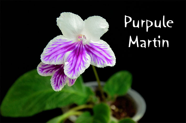  Purpule Martin 