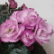  Ness` Satin Rose