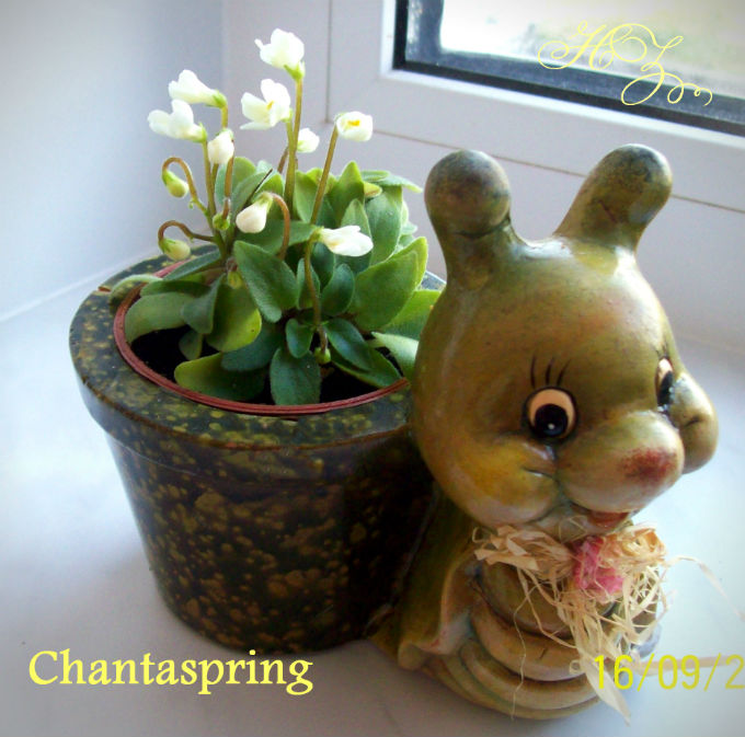  Chantaspring 