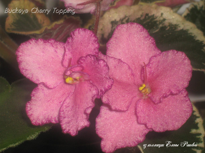  Buckeye Cherry Topping (P.Hancock) 