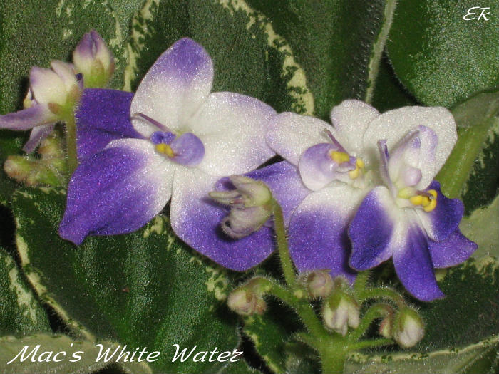  Macs White Water (G.McDonald) 