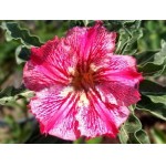  Adenium Obesum  Desert Rose CRYSTAL PALACE 