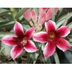  Adenium Obesum  Desert Rose Diadora 