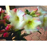  Adenium Obesum  Desert Rose Dream 