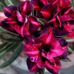  Adenium Obesum  Double Flower  AIMO 