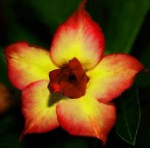  Adenium Obesum  Double Flower  YELLOW SUNRISE 