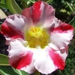  Adenium Obesum  Desert Rose Extra Aroma 