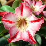  Adenium Obesum  Desert Rose GLORY MEDAL 