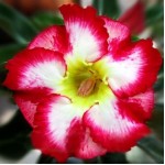  Adenium Obesum  Desert Rose KING SUNSET 