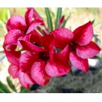  Adenium Obesum  Desert Rose MERCEDES 