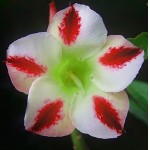  Adenium Obesum  Desert Rose PHOENIX 