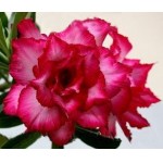  Adenium Obesum  Quatro Magic 5 