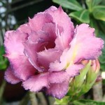  Adenium Obesum  Triple King Purple 