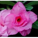  Adenium Obesum  Triple Shoking Pink 