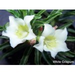  Adenium Obesum  Desert Rose White Crispum 