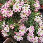  Adenium Obesum  Desert Rose  FRAGRANT DELIGHT 