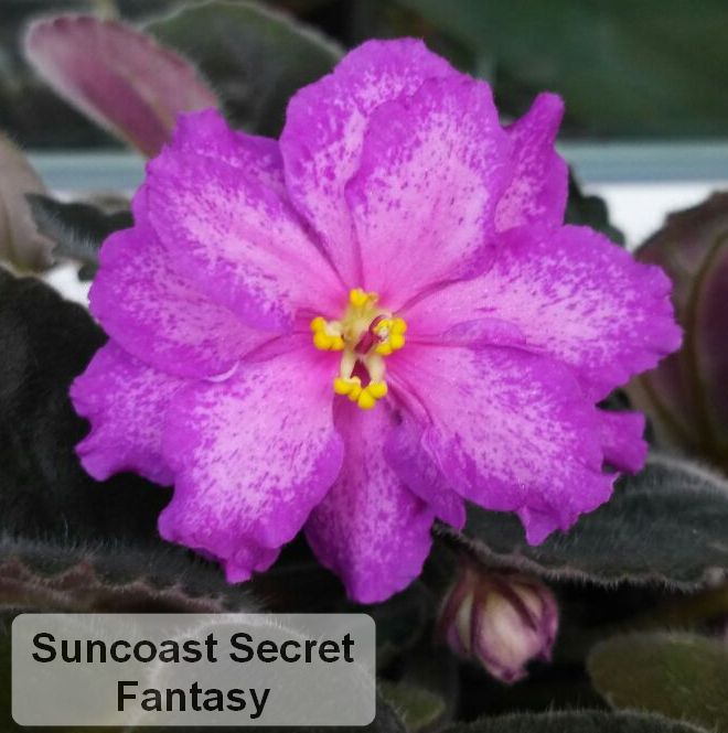  Suncoast secret fantasy 