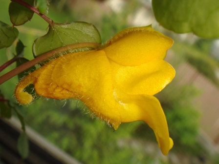  Impatiens  Repens 